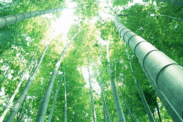 贵州赤水：“中国竹子之乡”的富“竹”生活