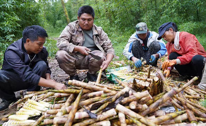 竹讯头条 |  云南西盟中课镇采取合作社+农户发展刺竹产业