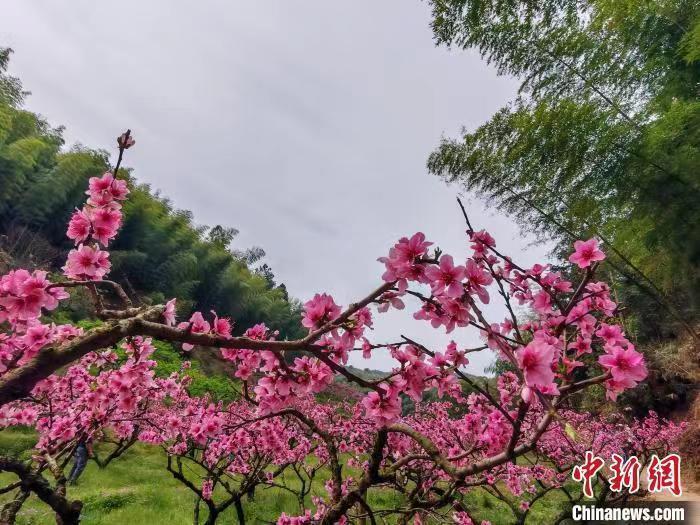 竹讯头条｜福建省三明市永安上坪乡举办第四届竹海桃花节