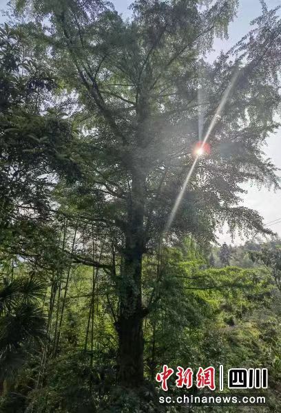 竹讯头条｜蜀南竹海自古就是“双楠(楠竹和楠木)并茂”