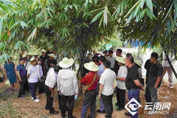 竹讯头条｜西双版纳傣族自治州首届甜龙竹产业高质量发展大会暨乡村振兴促进农民增收招商引资推介会在景洪市举办