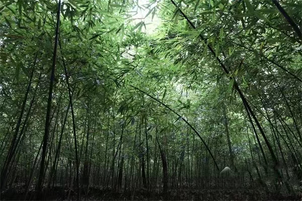 竹讯头条｜四川省发展和改革委员会印发《四川省支持“以竹代塑”产业发展政策措施》