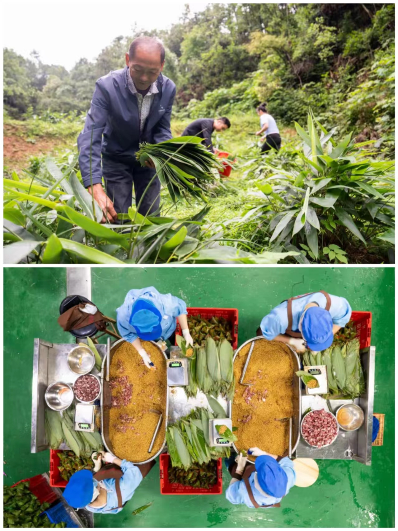 竹讯头条｜浏阳市道源湖村1308户居民中有60%以上从事粽子生产相关工作，2023年粽子产业年产值超1.3亿元