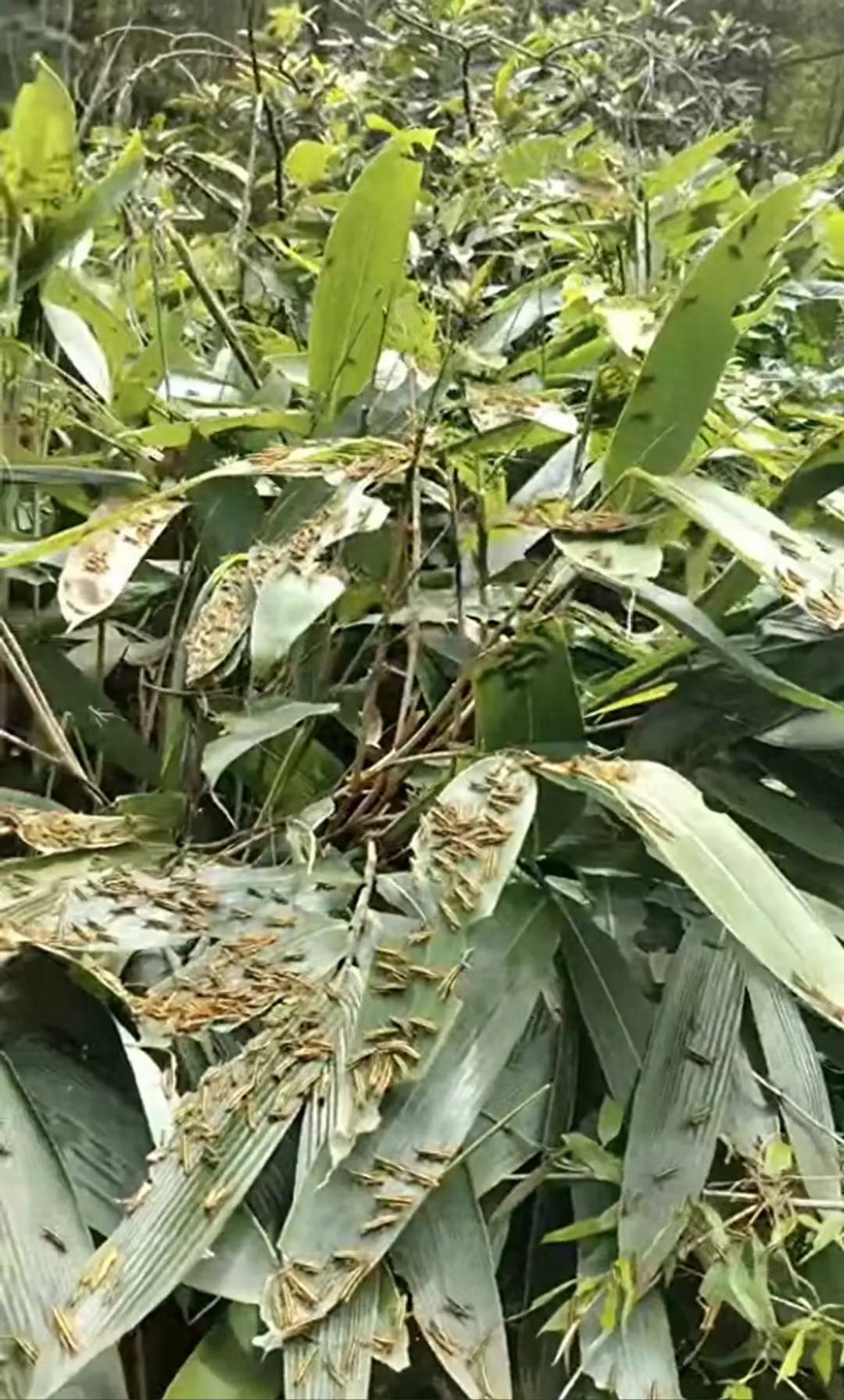 竹讯头条｜资阳区局地出现大量蝗虫益阳市资阳区林业局正采取了相应的预防措施