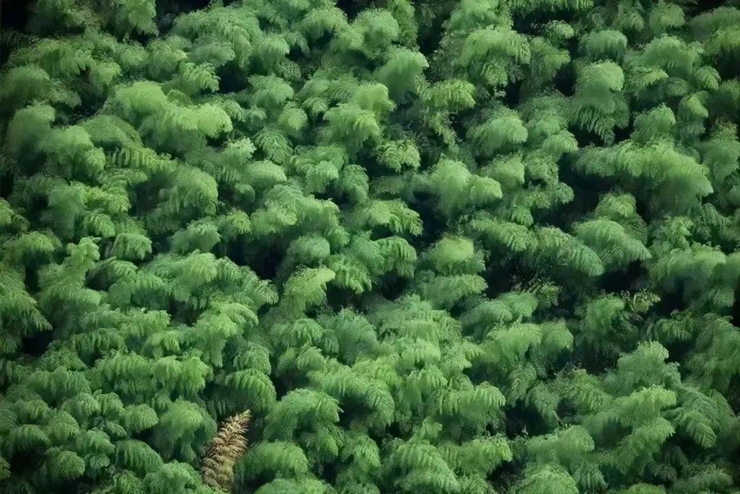 竹讯头条｜浙江佳禾竹业科技有限公司成为丽水市竹材料替代项目碳减排量核算标准的试行企业