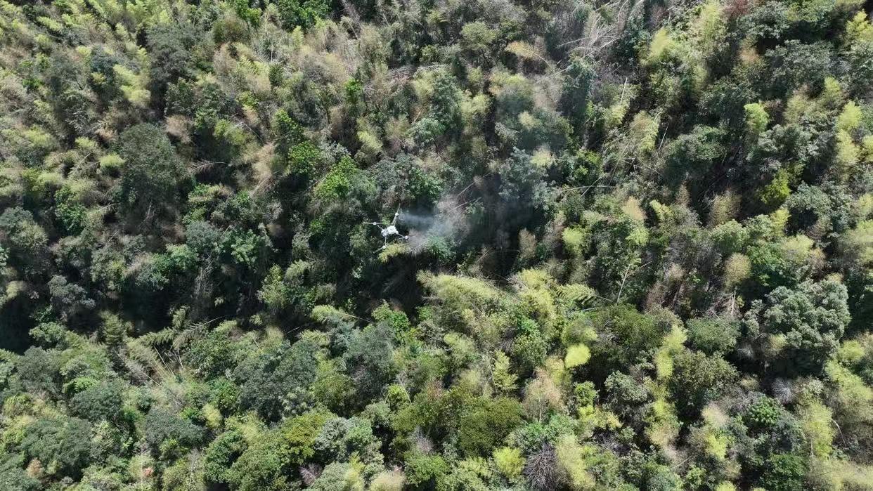 竹讯头条｜衡山县对竹蝗发生地进行“飞防”作业