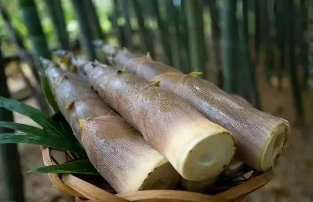 竹讯头条｜四川大竹竹笋入选2024年第二批全国名特优新农产品名录